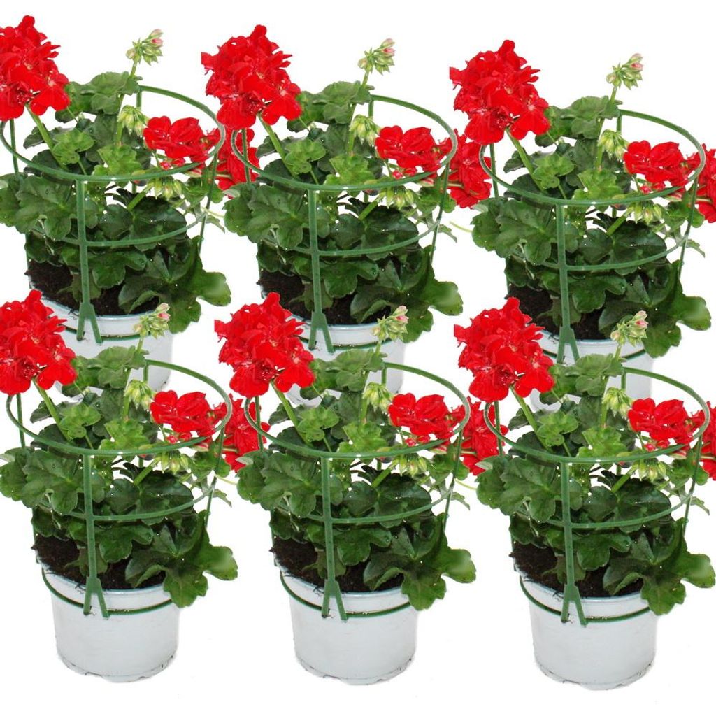 Geranien hängend - Pelargonium peltatum - 12cm Topf - Set Produktbild 