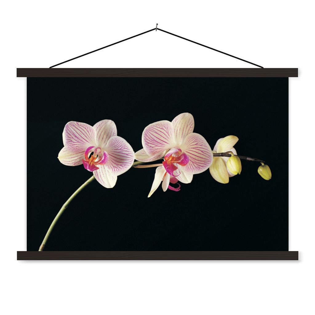 MuchoWow Textilposter Orchidee - Blumen - Schwarz - Rosa - Knöpfe 60x40 cm mit schwarzem Rahmen - Hölzernes