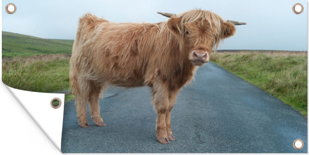 MuchoWow 160x80 cm Outdoor-Poster Gartendeko Sichtschutz Garten Poster für den Garten Scottish Highlander - Straße - Gras