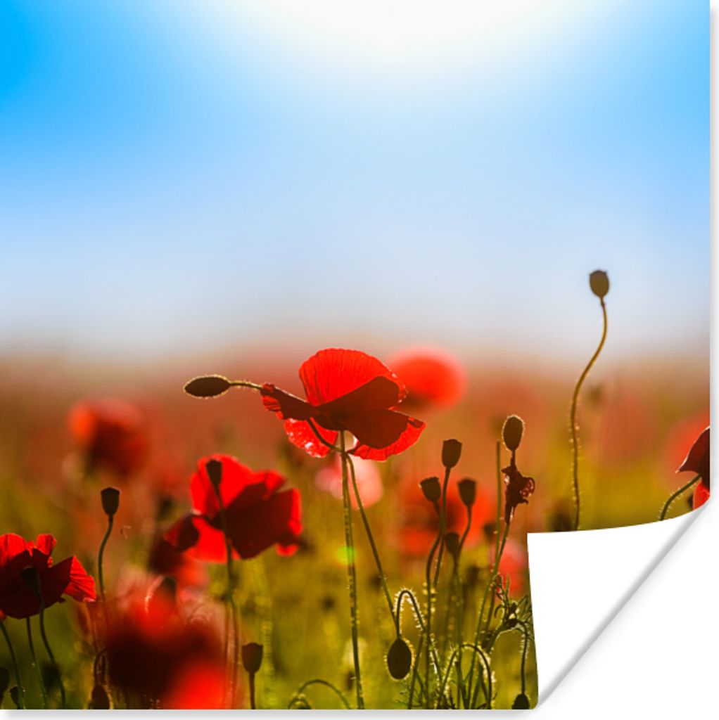 MuchoWow Poster Mohnblumen unter einem klaren blauen Himmel. 30x30 cm - Wandposter - Printing
