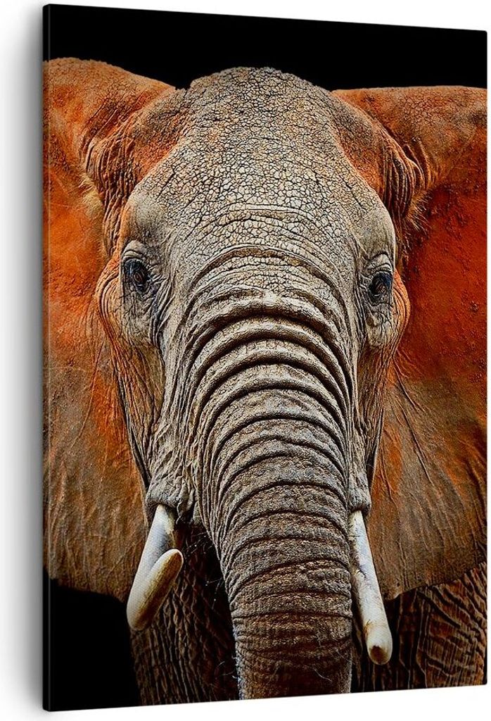 Bild auf Leinwand - Leinwandbild - Einteilig - Elefant Rot Ohren - 50x70cm - Wand Bild - Wanddeko - Wandbilder - Leinwanddruck - Kunstdruck - Wandd...