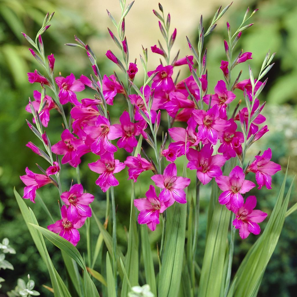 Gladiolus Byzantinus Glaïeul byzantin 10 pièces Glaïeuls Image du produit 