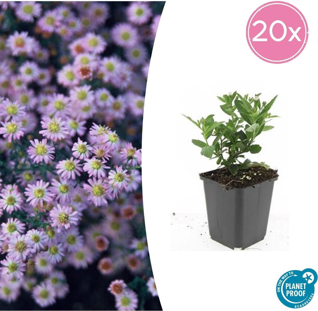 Wild-Aster Aster ageratoides 'Stardust' – 10-25cm – Ø9cm – 20 Pflanzen – Weiß-Gelb – Herbstblüher – Bienen- & Schmetterlingsfreun...