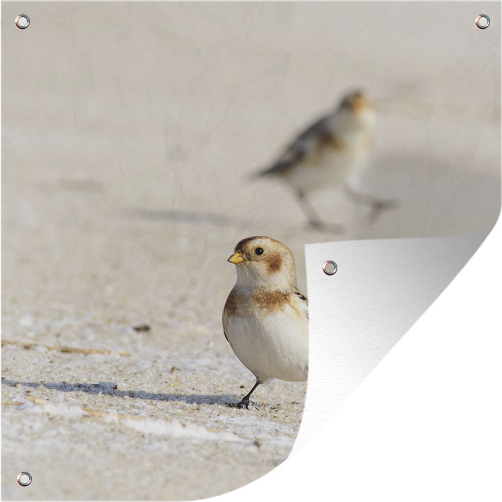 MuchoWow 100x100 cm Outdoor-Poster Gartendeko Sichtschutz Garten Poster für den Garten Eine kleine Schneeammer am Strand