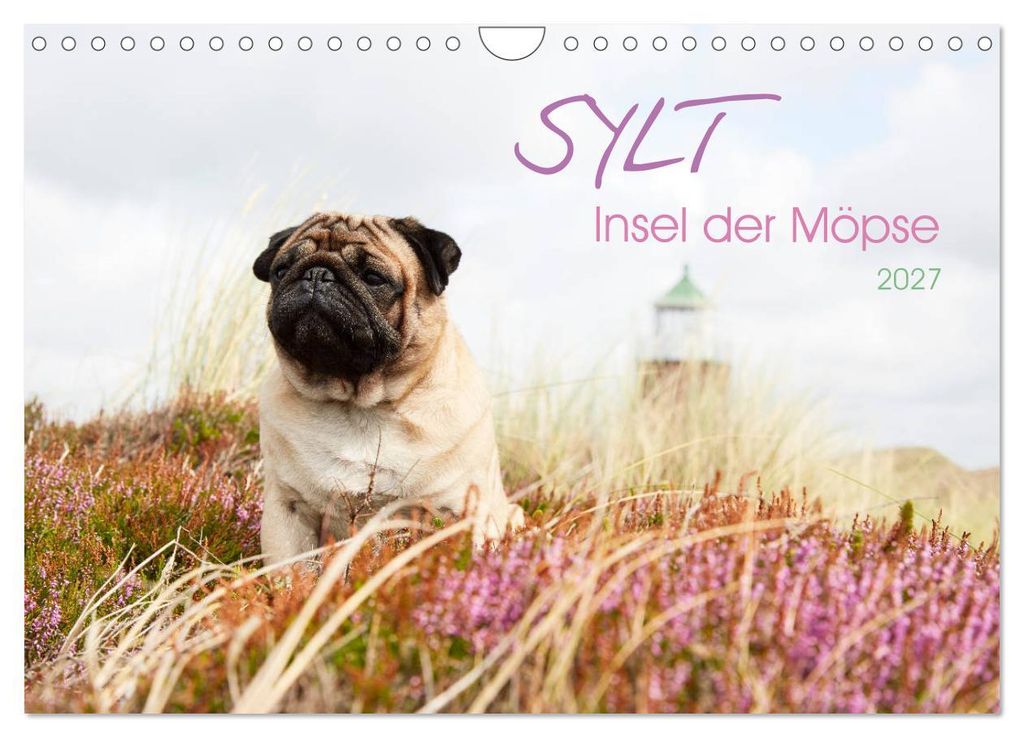 Sylt - Insel der Möpse (Wandkalender 2027 DIN A4 quer), CALVENDO Monatskalender
