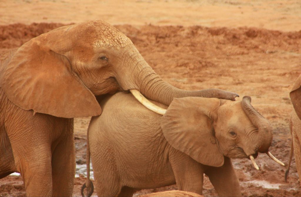 hansepuzzle 85994 - Elefant Puzzle, 500 Teile, Tierwelt, 46,0 x 30,0cm mit hochwertiger Aufbewahrung, Kartonbox und wiederverschließbarem Beutel