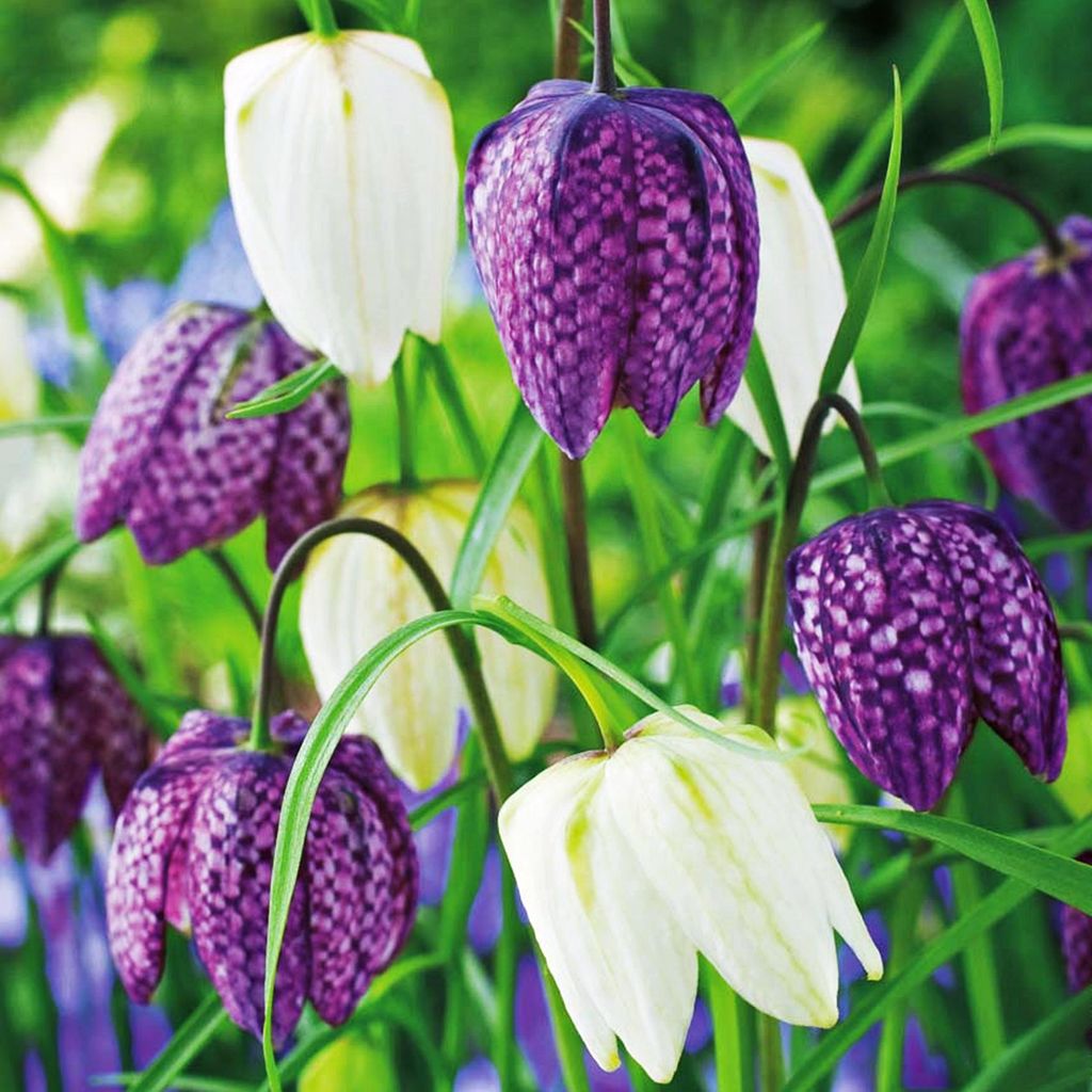 Blumenzwiebeln Zwiebeln Blumen Schachblume Fritillaria Produktbild 