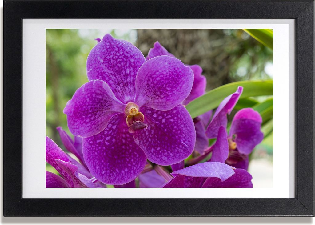 Bild 30x20 MDF-Rahmen, Wandkunst Orchidee