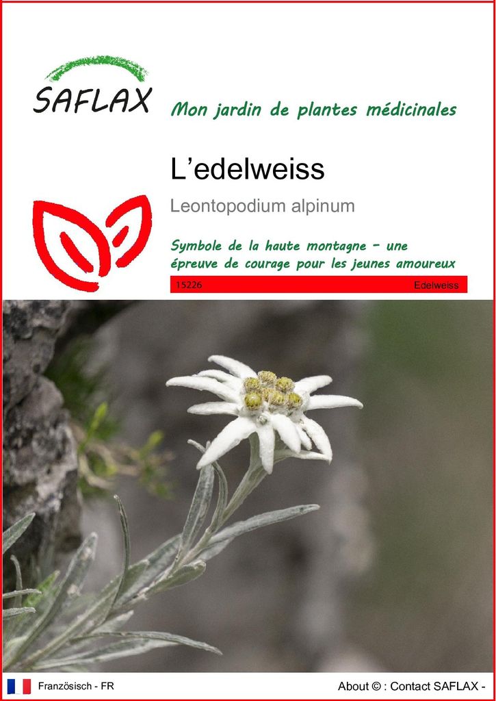 SAFLAX  - L’edelweiss - 500 graines - Leontopodium Image du produit 