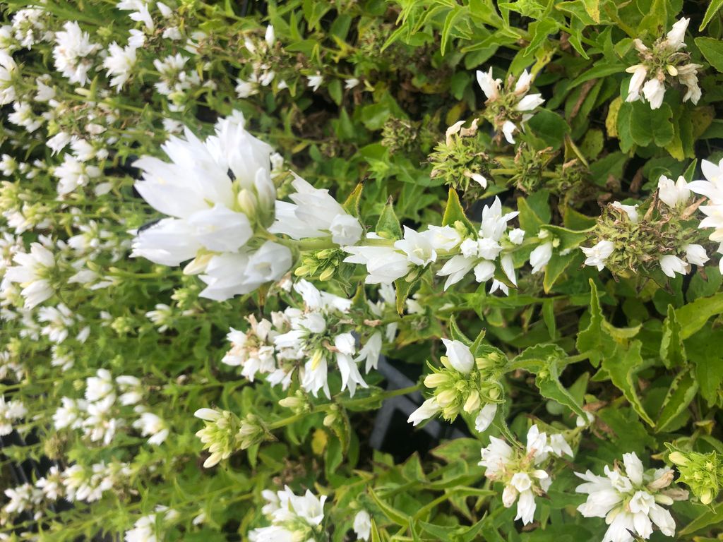 6 x Campanula glomerata 'Alba' - Glockenblume im 9x9 cm Topf