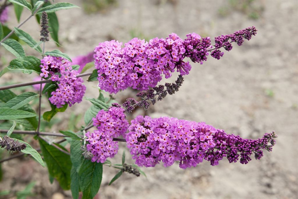 Buddleja davidii 'Border Beauty', Schmetterlingsflieder, rosa, 80–100 cm