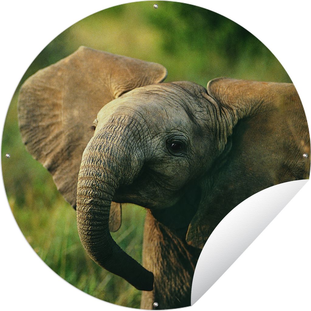 MuchoWow Gartenposter Outdoor-Poster Rund Afrikanischer Elefant mit Schlappohren Ø 150 cm Gartendeko Rundes Poster draußen