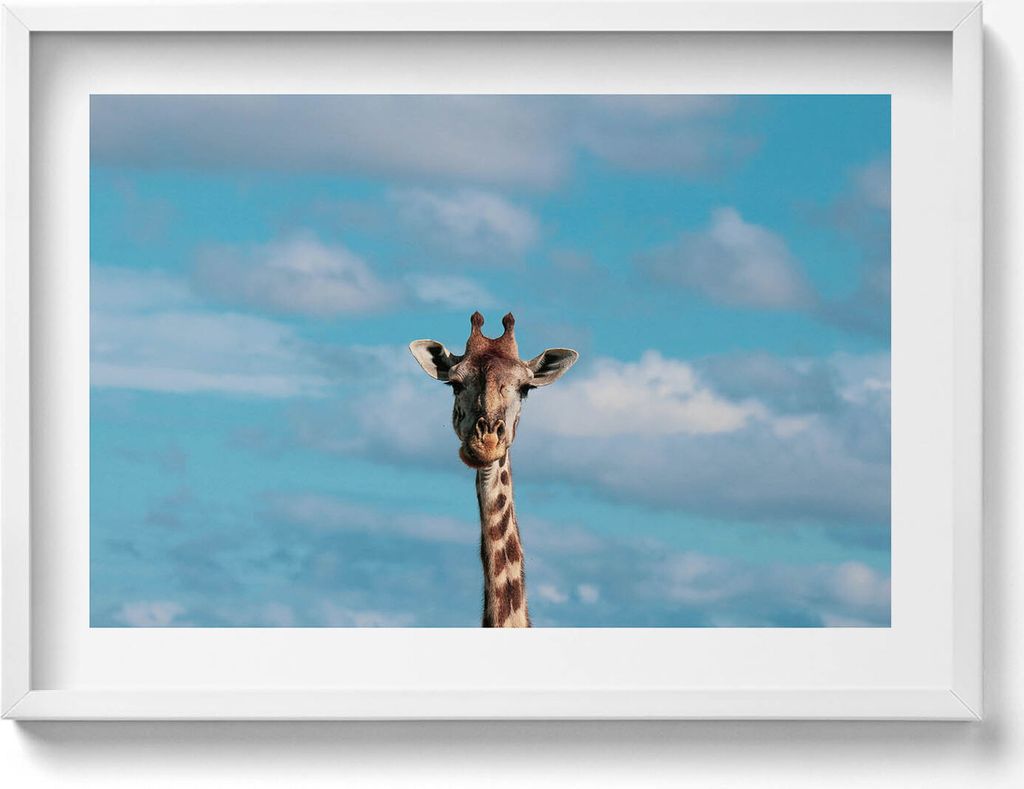 Kopf einer Giraffe gegen den Himmel– Wandbild mit Rahmen – Gerahmtes Bild – Wanddekoration – 70x50 cm – Weiß Rahmen