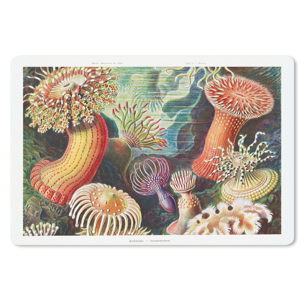 MuchoWow Mauspad Mousepad Ernst Haeckel - Anemone - Retro - Natur - Pflanzen - Meer 27x18 cm - Mousepads - Maus Mat - Pad - Mausunterlage - Büro...