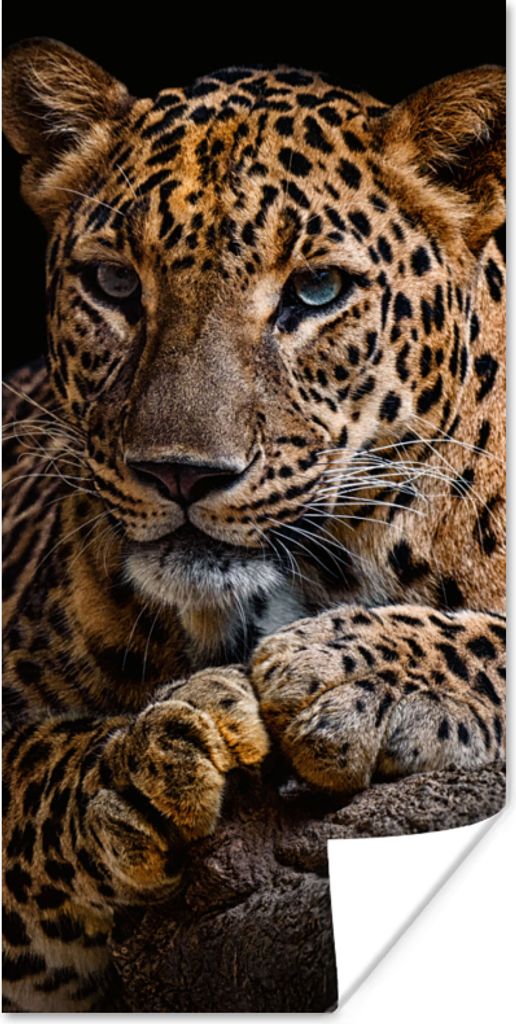 MuchoWow Poster Wildtiere - Panther - Porträt - Schwarz - Tiere 60x120 cm - Wandschmuck