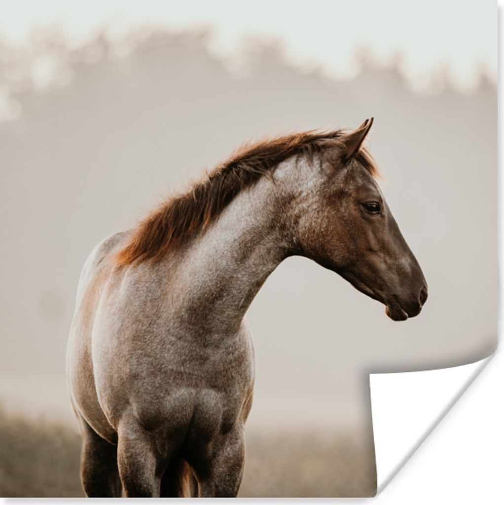 MuchoWow Poster Pferd - Nebel - Natur 75x75 cm - Wand Dekoration