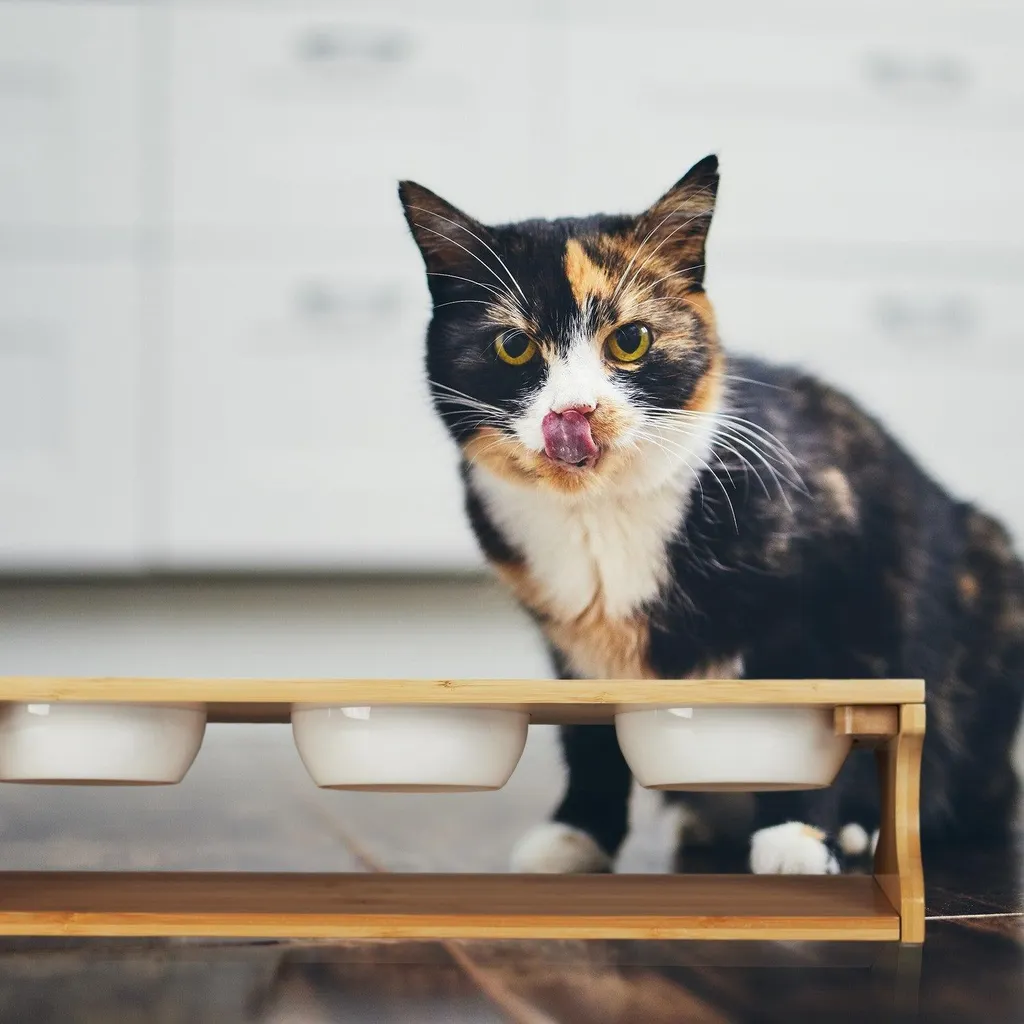 Station d'alimentation chats 3 gamelles anti-renversement pour sol propre