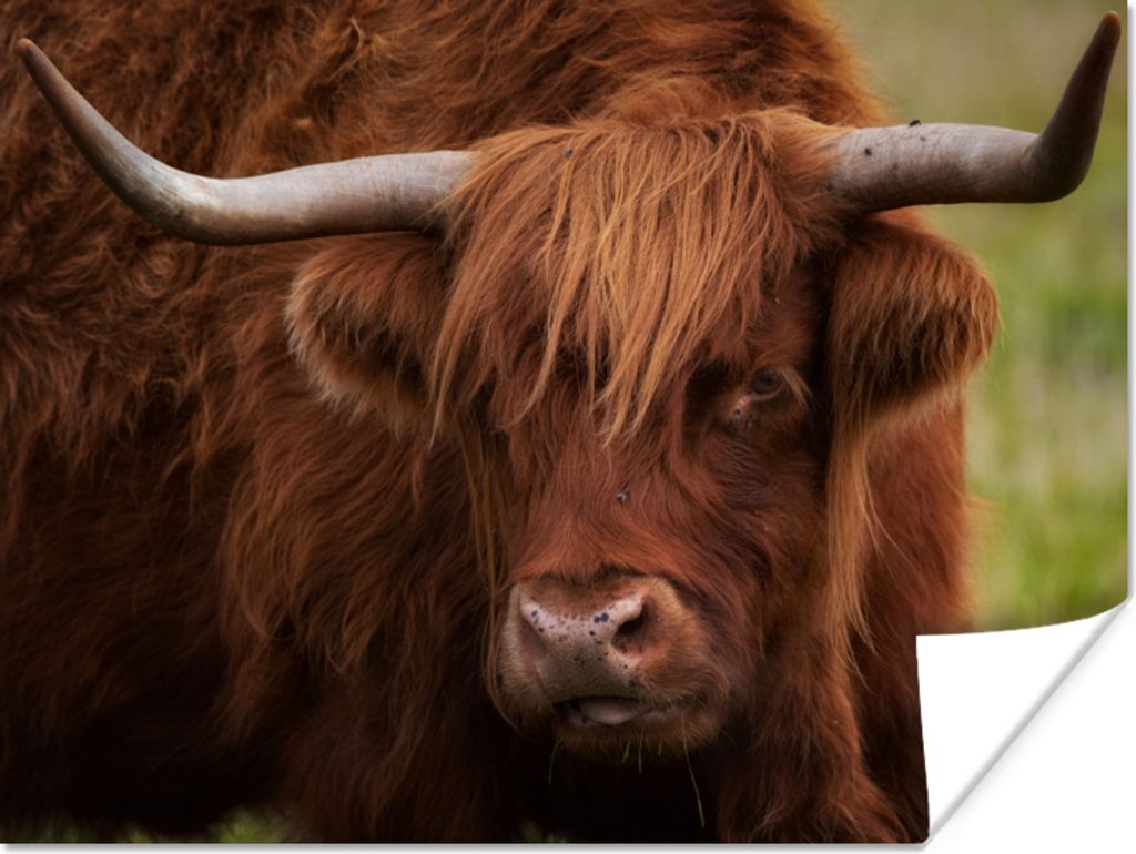 MuchoWow Poster Schottischer Highlander - Orange - Tiere 40x30 cm - Plakate für die Wände - Poster Wohnzimmer