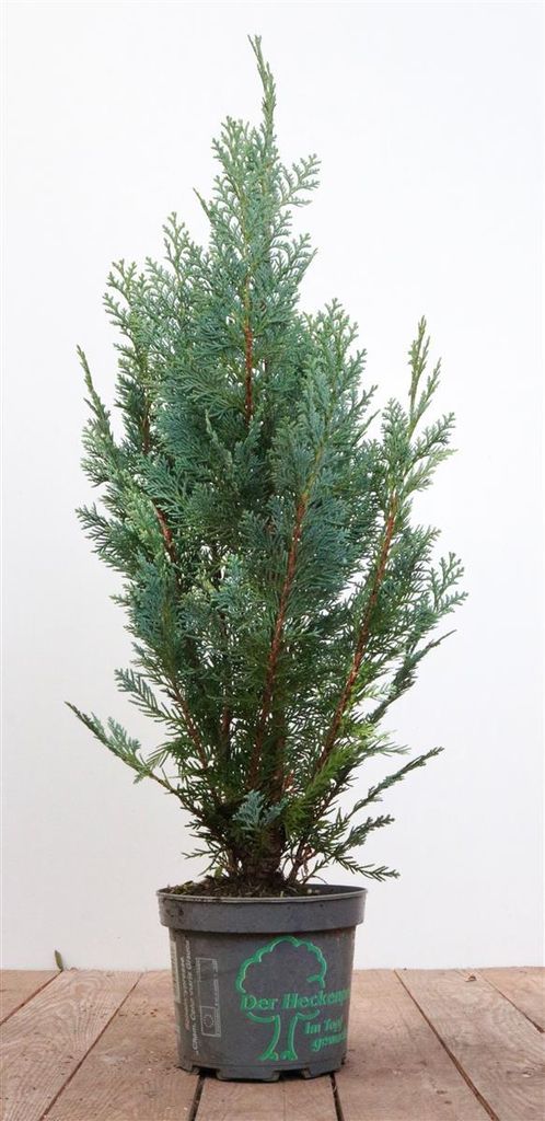 Chamaecyparis lawsoniana 'Columnaris', Blaue Säulenzypresse, 80–100 cm