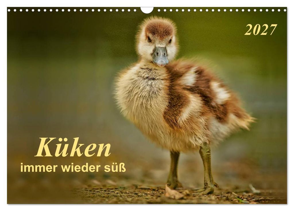 Küken - immer wieder süß (Wandkalender 2027 DIN A3 quer), CALVENDO Monatskalender