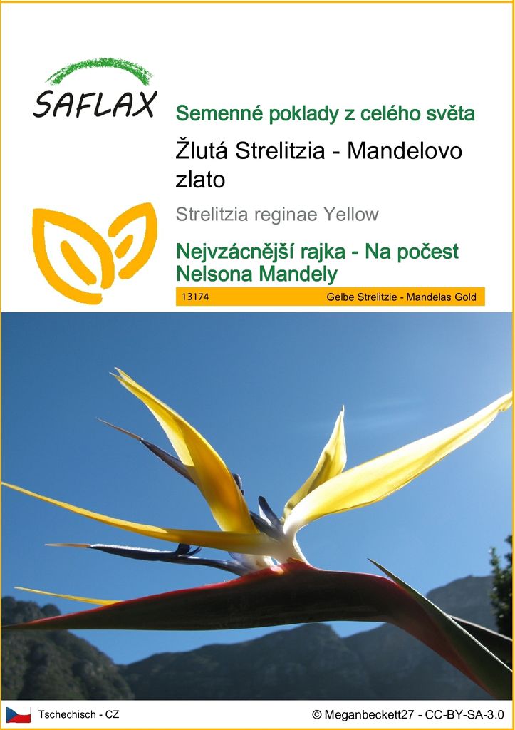 SAFLAX - Žlutá Strelitzia - Mandelovo zlato - Strelitzia Obrázek produktu 