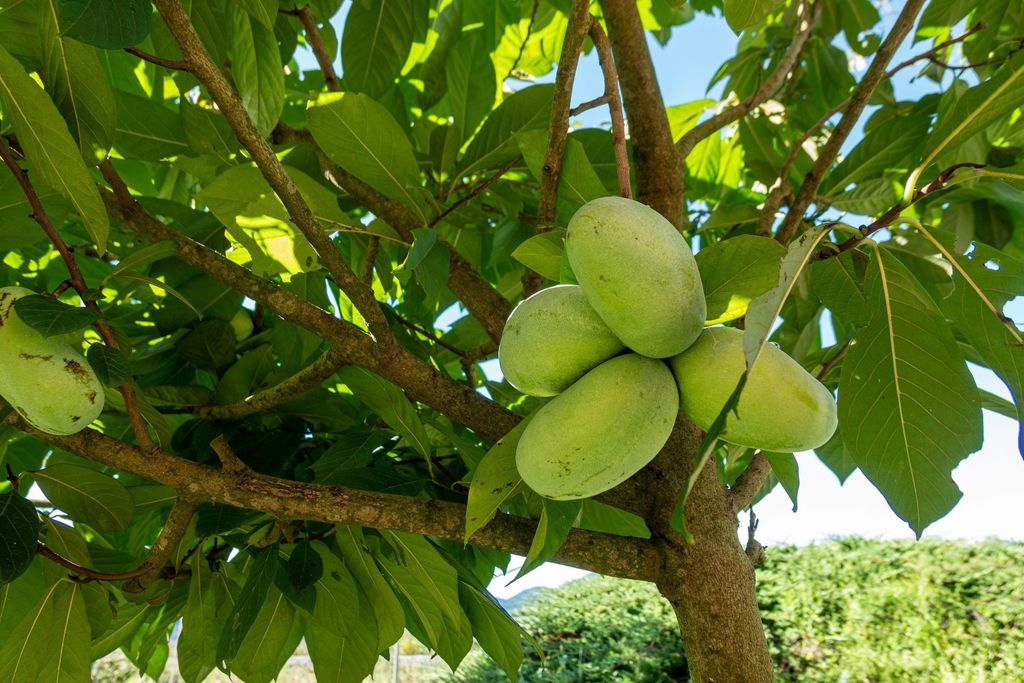 Indianerbanane 180 cm Asimina triloba Sunflower Papau Produktbild 