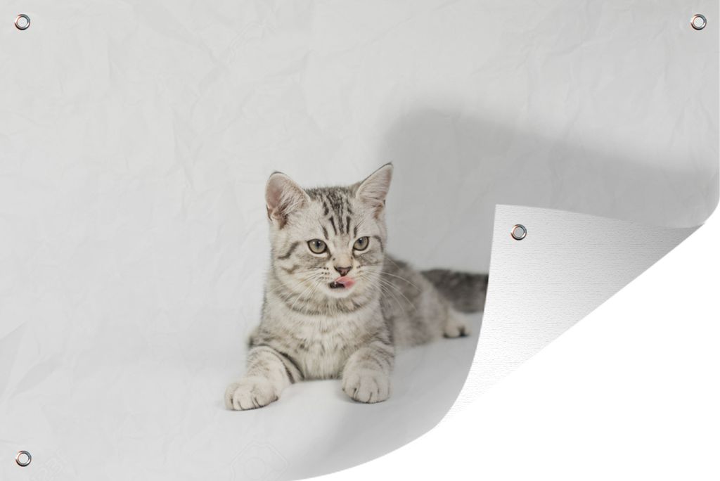 MuchoWow 90x60 cm Outdoor-Poster Gartendeko Sichtschutz Garten Poster für den Garten Kitten - Weiß - Sohle - Mädchen - Kinder - Jungen - Kind