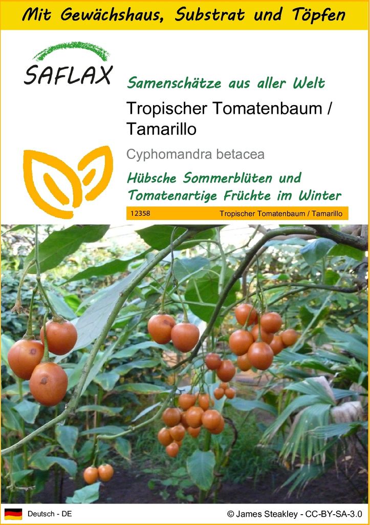 SAFLAX Anzucht Set - Tropischer Tomatenbaum / Tamarillo - Cyphomandra betacea - 50 Samen - Mit Mini-Gewächshaus, Anzuchtsubstrat und 2 Töpfen