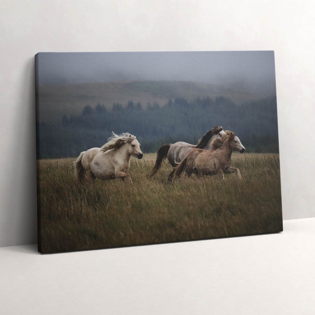 Pferde galoppieren den Hügel hinauf – Leinwandbild Wandbild – 80x60 cm – Leinwandbilder – Wandbilder – Schlafzimmer – Flur