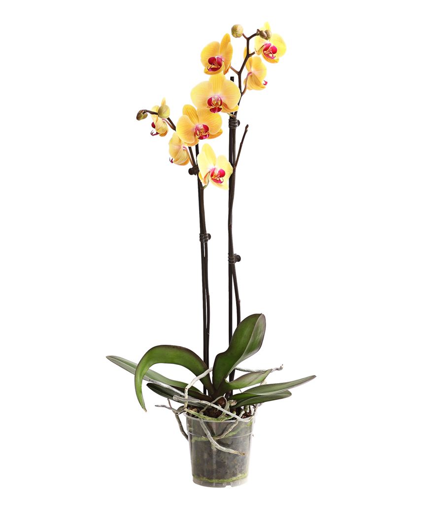 Dehner Schmetterlingsorchidee, zweitriebig, gelbe Blüten, Produktbild 