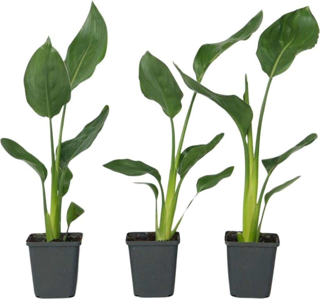 Strelicja - 3 szt - Strelitzia reginea - Wysokość 25-40cm - Zdjęcie produktu 