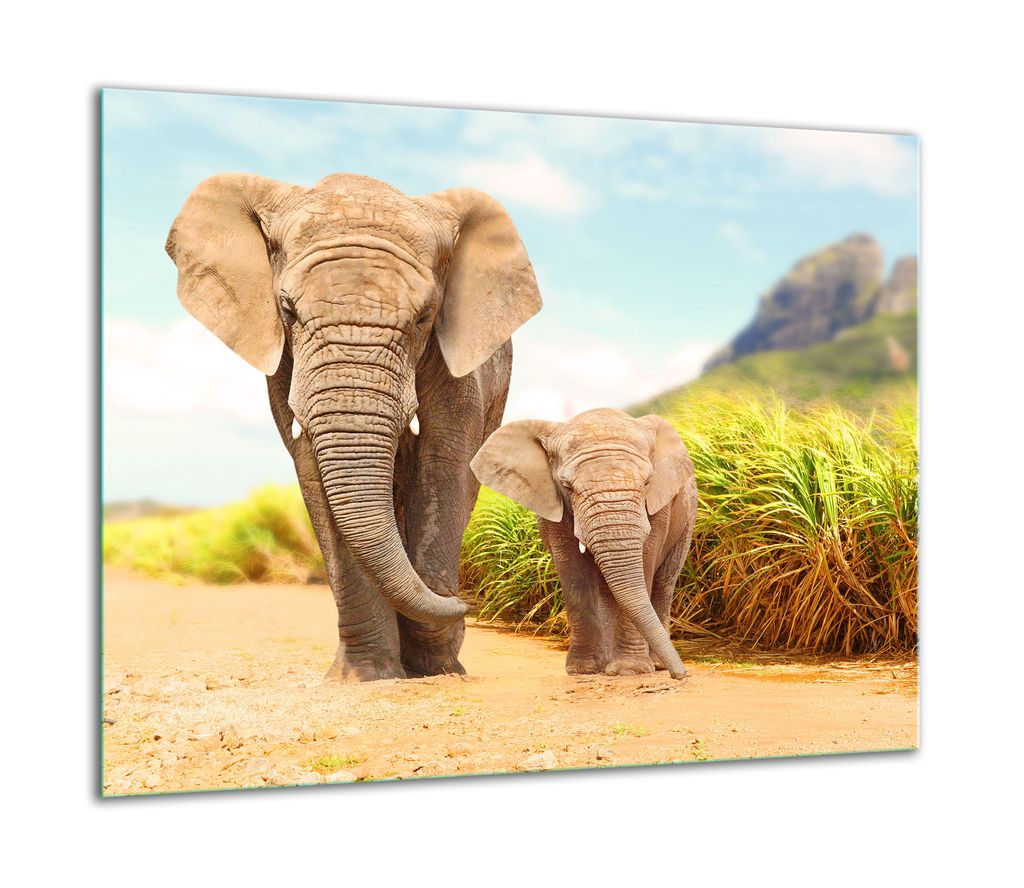 Herdabdeckplatten Ceranfeldabdeckung Spritzschutz Glas 60x52cm Elefant 