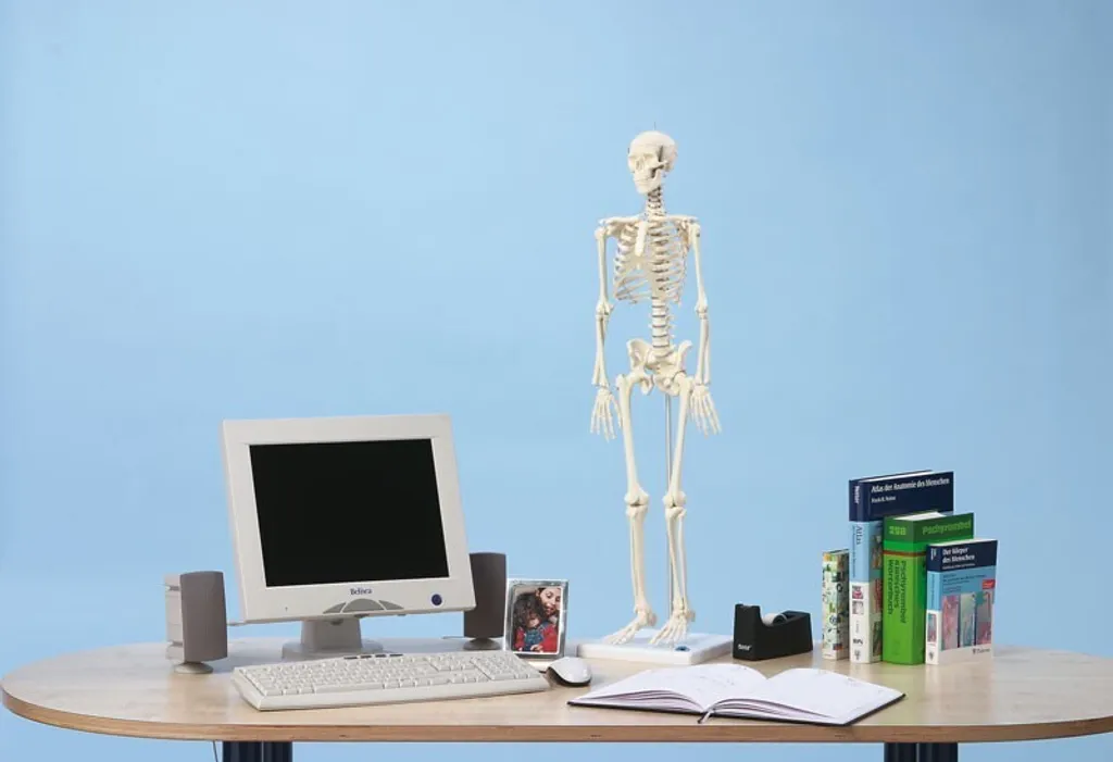 Squelette miniature Patrick pour cabinet médical et étude anatomie - 2