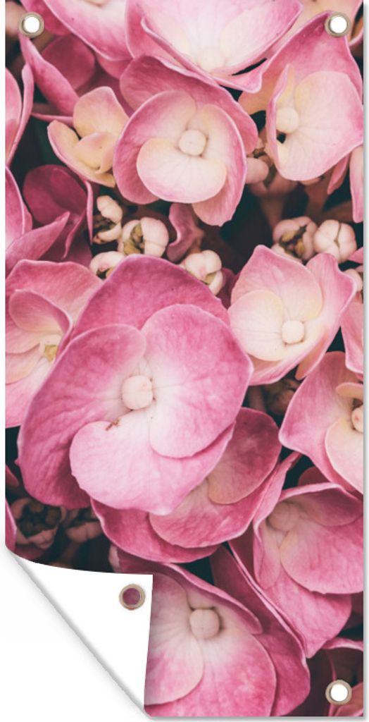 MuchoWow 80x160 cm Outdoor-Poster Gartendeko Sichtschutz Garten Poster für den Garten Nahaufnahme rosa Hortensien