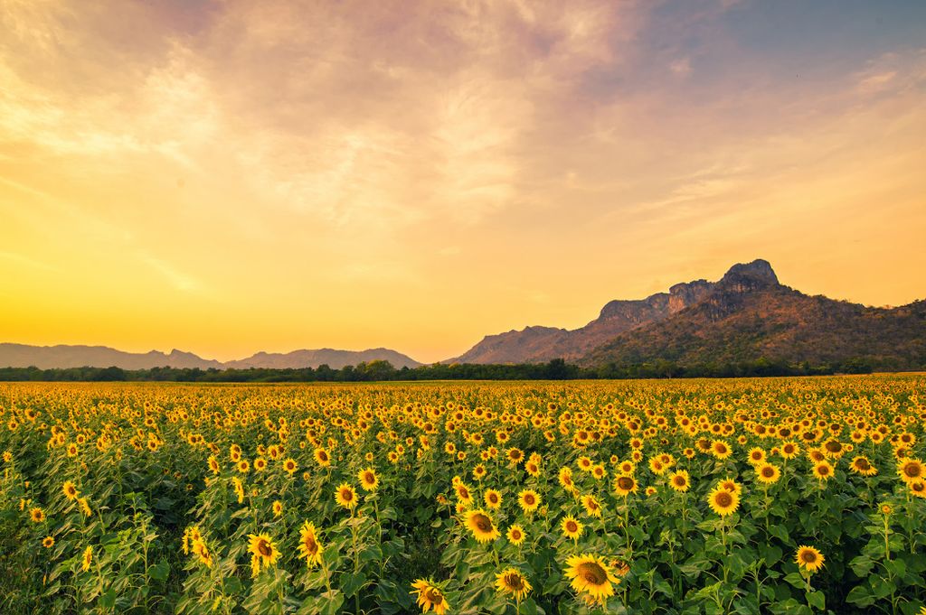 Muralo Fototapete Blumen 400 (B) x 280 (H) cm Vlies Tapete Wandtapeten Wohnzimmer Schlafzimmer moderne Wandbilder XXL Pflanzen Natur Wand Dekoration