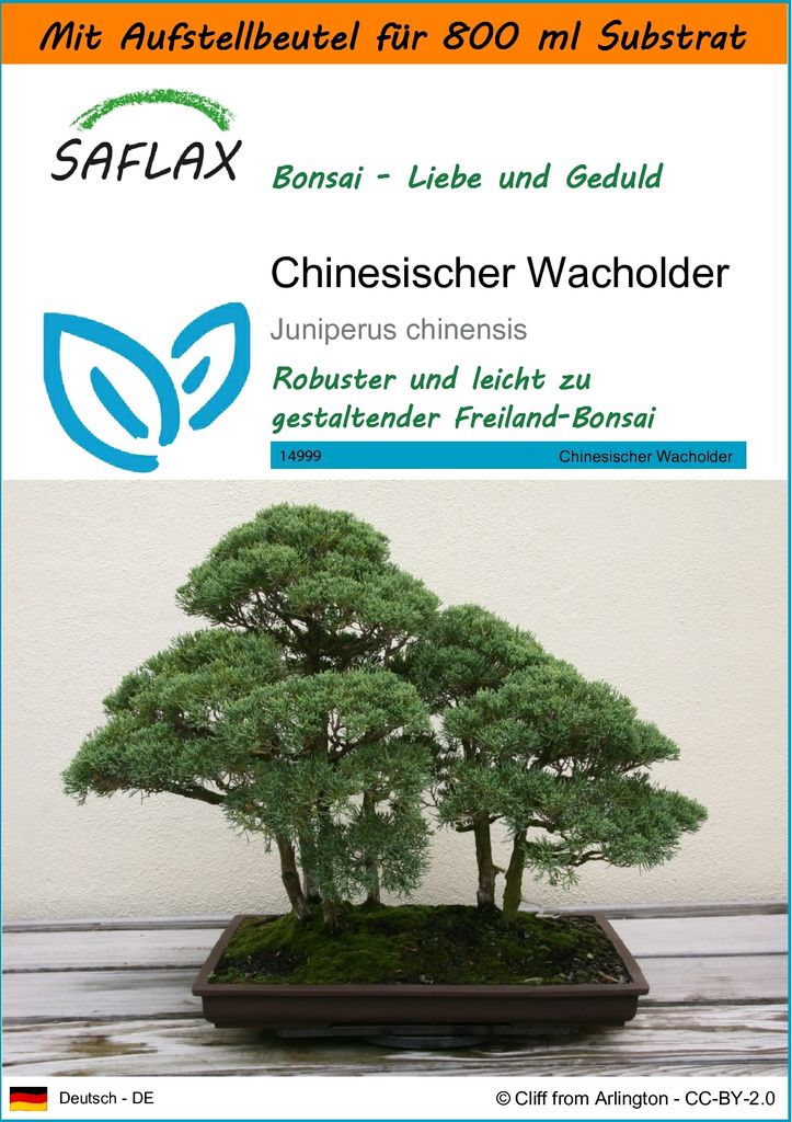 SAFLAX - Garden in the Bag - Bonsai - Chinesischer Wacholder - 30 Samen - Mit Anzuchtsubstrat im praktischen, selbst aufstellenden Beutel - Juniper...
