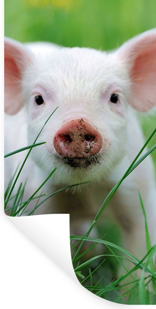 MuchoWow Wandtattoo Wandsticker Wandaufkleber Schwein - Tiere - Groß 60x120 cm Selbstklebend und Repositionierbar - Selbstklebend - Fototapeten