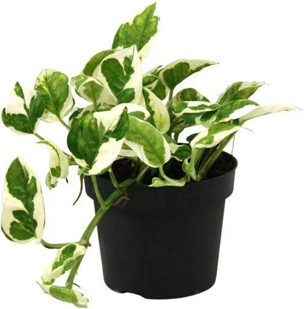 Scindapsus N'joy plante d'intérieur de 15 cm facile d'entretien et zen