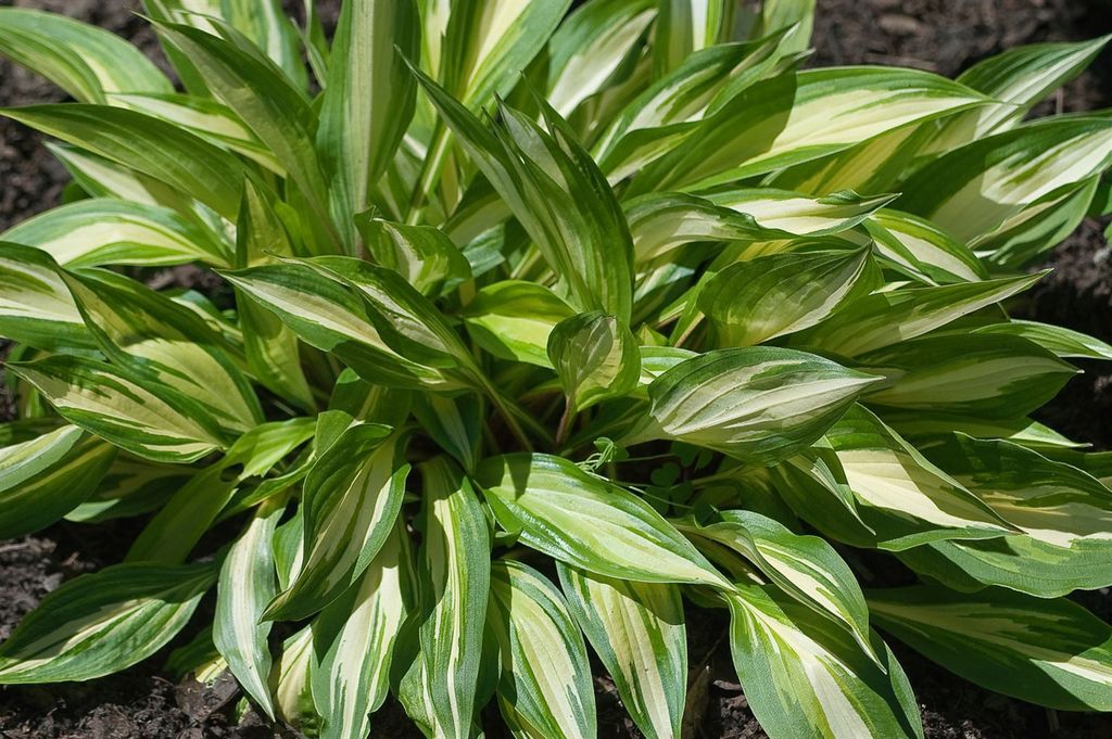 Hosta x cult.'Cherry Berry', Funkie, grün-weiß, ca. 11x11 cm Topf