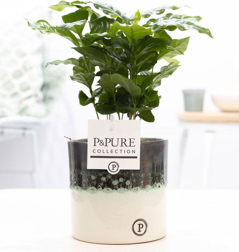 Coffea Arabica in Keramiktopf – Ø12cm 20cm – Edle Kaffeepflanze mit glänzendem, dunkelgrünem Laub – Tropische Zimmerpflanze im modernen...