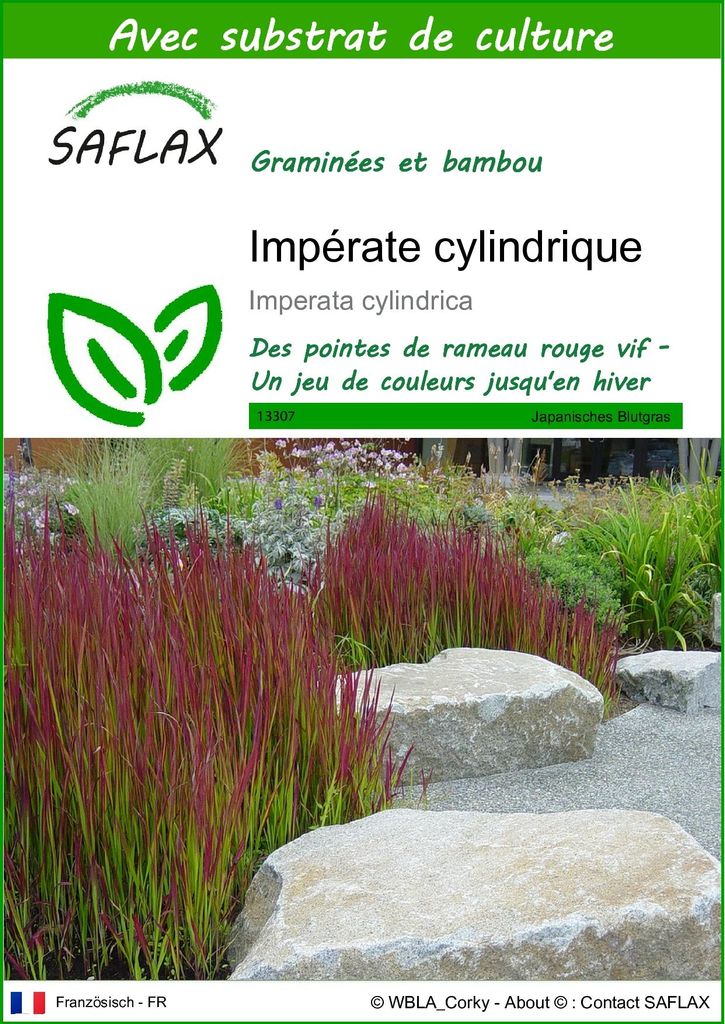 SAFLAX  - Impérate cylindrique - 50 graines - Avec substrat Image du produit 