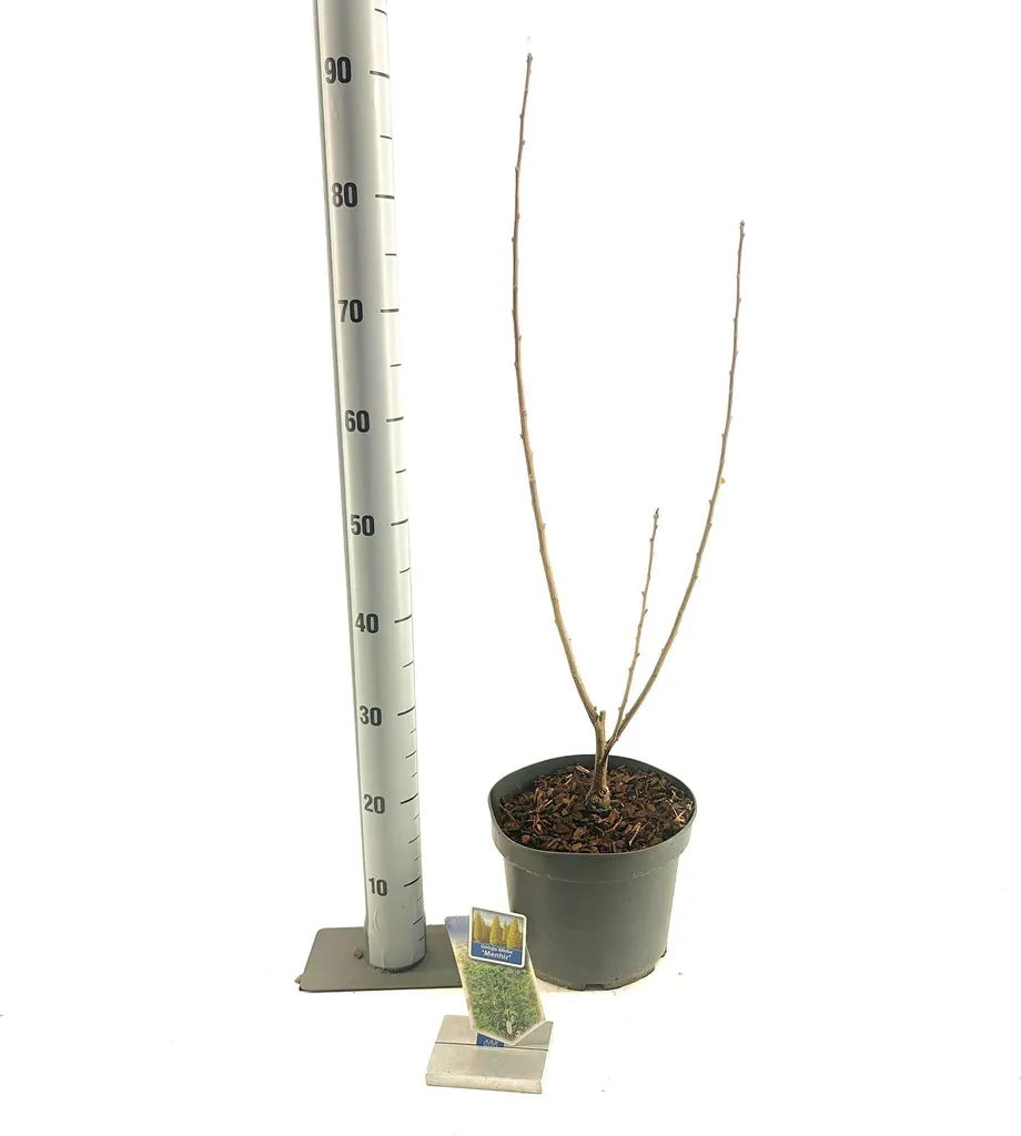 Ginkgo biloba Menhir colonnaire : feuillage d'or et port vertical