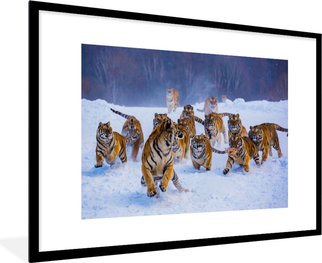 MuchoWow MuchoWow Gerahmtes Poster Tiger - Schnee - Wilde Tiere - Winter 90x60 cm - Poster mit zchwarzem Bilderrahmen - Wanddekoration - Fotos
