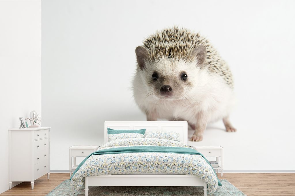 MuchoWow Fototapete für Wohnzimmer oder Schlafzimmer Wandtapete Vinyl Motivtapete Igel - Tier - Weiß - 525x350 cm - Das Hintergrundbild