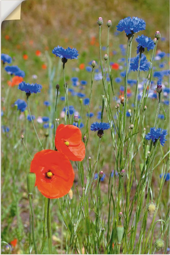 ARTland Wandbild, selbstklebend Wiese mit Mohnblumen und Kornblumen Größe: 20x30 cm