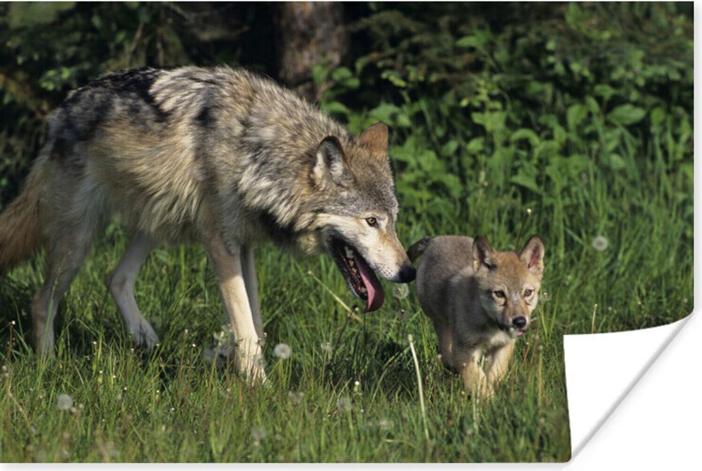 MuchoWow Poster Wolf - Baby - Gras 90x60 cm - Schlafzimmer