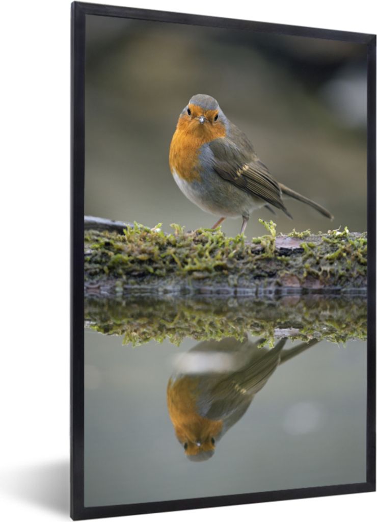 MuchoWow MuchoWow Gerahmtes Poster Rotkehlchen - Wasser - Moos 40x60 cm - Poster mit zchwarzem Bilderrahmen - Papierdruck - Wandbilder