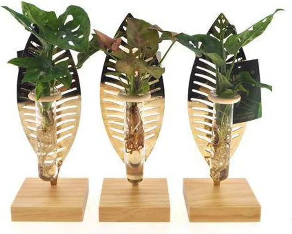 Plantes d'intérieur hydroponiques pour décoration de bureau et salon