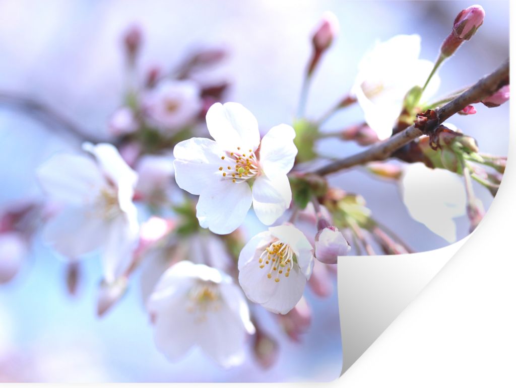 MuchoWow Wandtattoo Wandsticker Wandaufkleber Blumen - Sakura - Zweig 120x90 cm Selbstklebend und Repositionierbar - Aufkleber