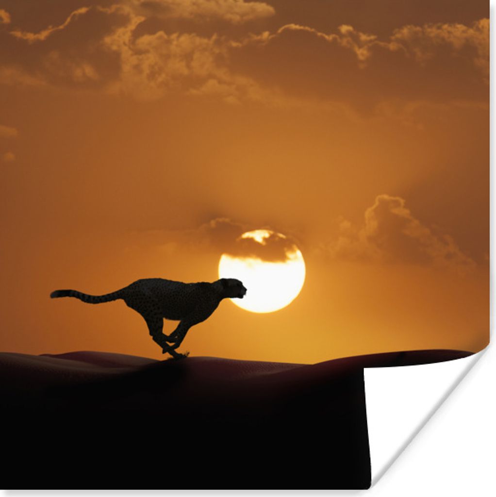 MuchoWow Poster Silhouette eines Geparden in der Wüste 50x50 cm - Wohnzimmerdekoration